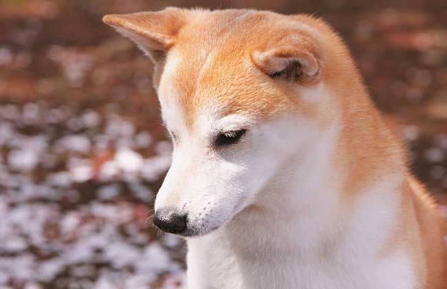 柴犬和秋田犬的区别