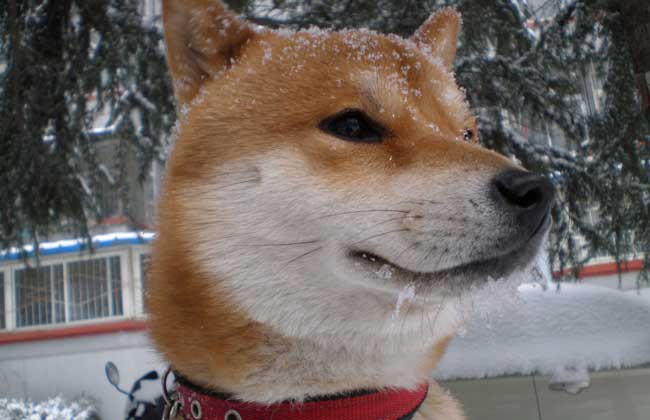 日本柴犬智商高吗？