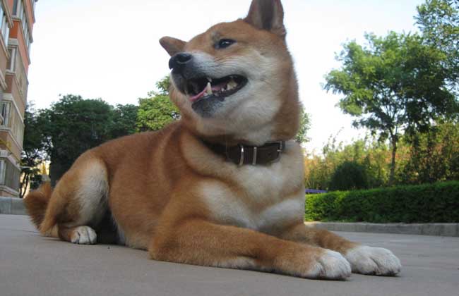 日本柴犬智商高吗