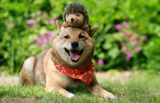 日本柴犬智商高吗