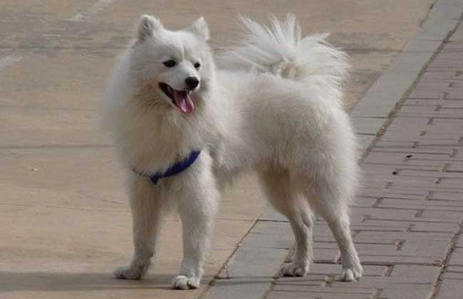 爱斯基摩犬多少钱一只