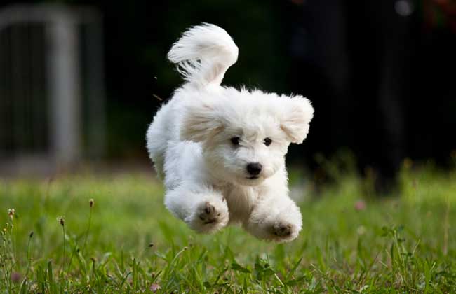 比熊犬多少钱一只？