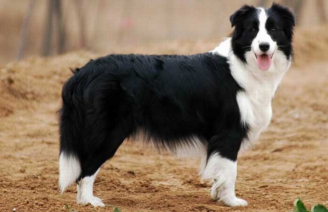 边境牧羊犬价格多少钱？