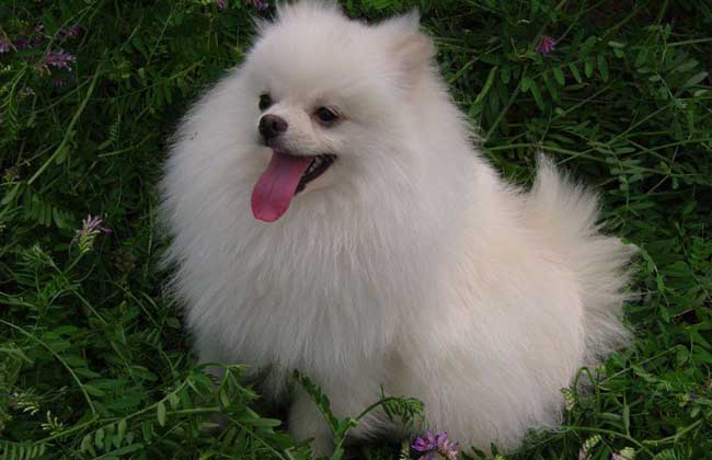 博美犬多少钱一只？