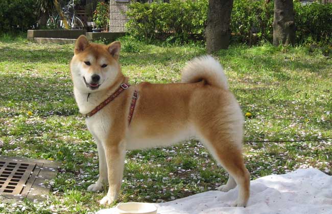 柴犬价格多少钱？