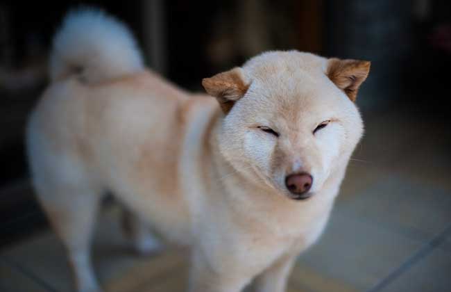 柴犬价格多少钱