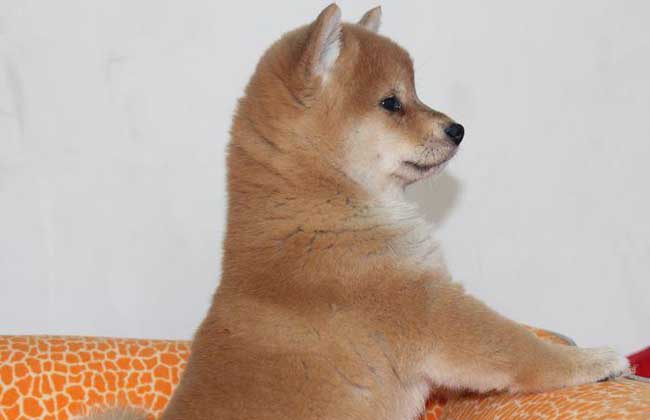 柴犬价格多少钱