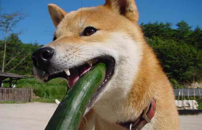 柴犬价格多少钱