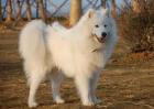 爱斯基摩犬好养吗？