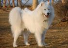 爱斯基摩犬怎么训练？