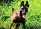 比利时牧羊犬怎么训练？