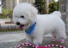 比熊犬怎么训练？