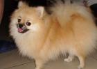 博美犬好养吗？