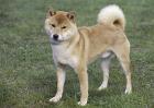 日本柴犬怎么养？