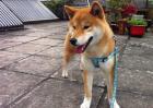 日本柴犬怎么训练？