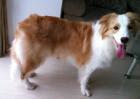 边境牧羊犬吃什么狗粮？