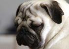 巴哥犬的性格特点
