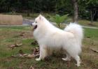 爱斯基摩犬和萨摩耶犬的区别