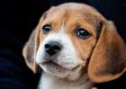 比格犬智商排名多少？