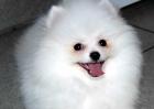 博美犬的性格特点