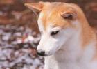 柴犬和秋田犬的区别