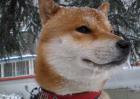 日本柴犬智商高吗？