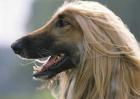 阿富汗猎犬多少钱？