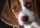 比格犬价格多少钱？