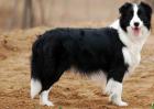 边境牧羊犬价格多少钱？