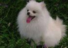 博美犬多少钱一只？