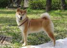 柴犬价格多少钱？