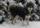 阿拉斯加雪橇犬好养吗？