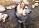 阿拉斯加雪橇犬怎么训练？