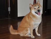 柴犬搞笑表情图片