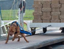 比特犬训练视频