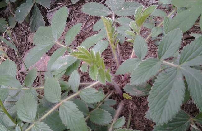 仙鹤草