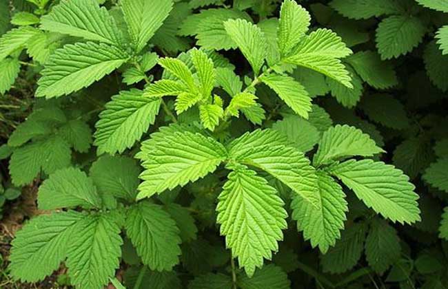 仙鹤草价格多少钱？