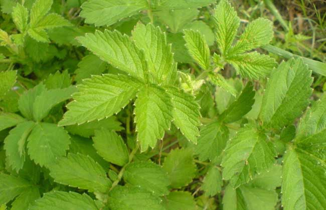 仙鹤草价格多少钱