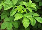 仙鹤草价格多少钱？