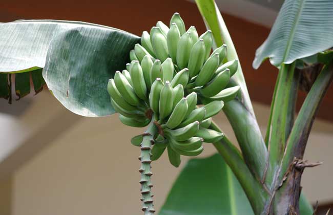 香蕉种植技术