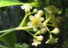 香樟什么时候开花？