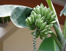 香蕉种植技术视频