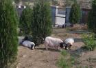 香猪养殖场建设方案