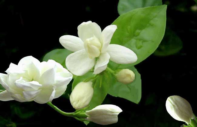 茉莉花叶子发黄怎么办