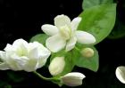 茉莉花叶子发黄怎么办？