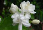 茉莉花茶价格多少钱？