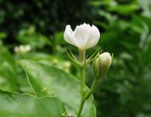 茉莉花品种图片大全