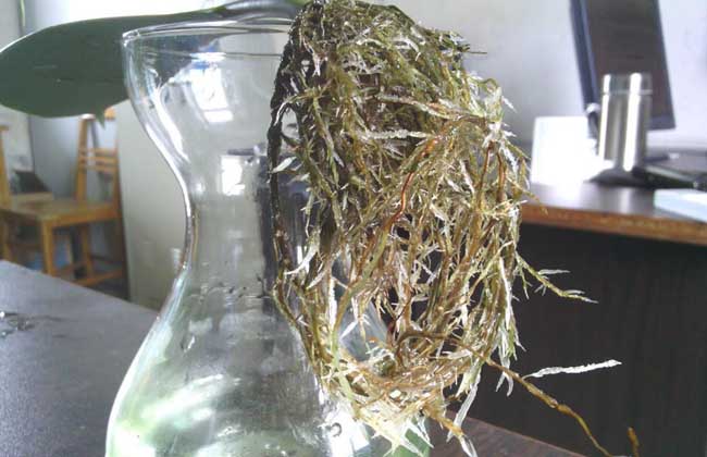 橡皮树怎么浇水