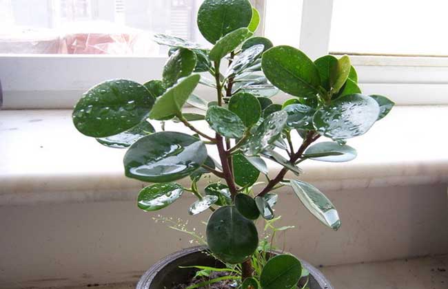 圆叶橡皮树