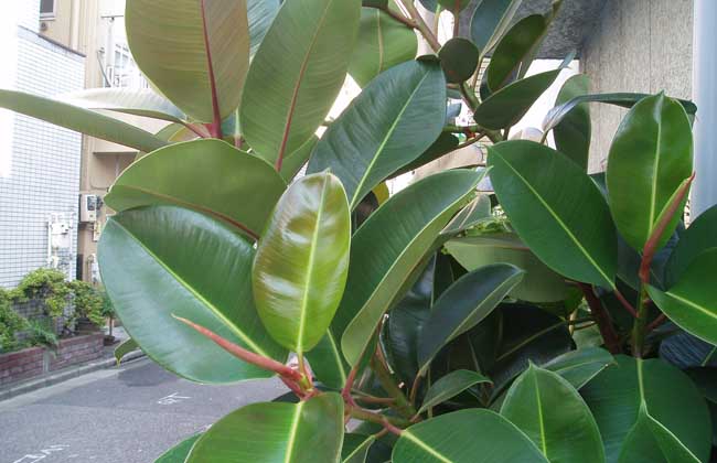 圆叶橡皮树